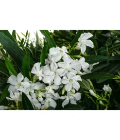 Oleander, Solitärbusch, Verschiedene Sorten -Pflanzen Promotion Geschäft 8590549 WE DE 001 OleanderBuschMixWeissT40