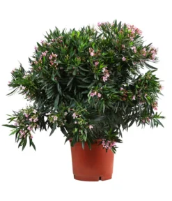 Oleander, Solitärbusch, Verschiedene Sorten -Pflanzen Promotion Geschäft 8590549 WE FS 001 OleanderBuschMixRosaT40