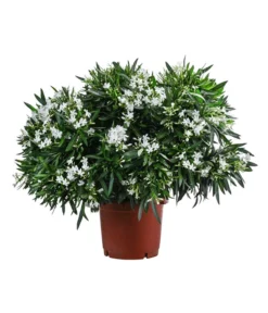 Oleander, Solitärbusch, Verschiedene Sorten -Pflanzen Promotion Geschäft 8590549 WE FS 002 OleanderBuschMixWeissT40