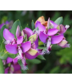 Kreuzblume, Stämmchen -Pflanzen Promotion Geschäft 8590994 PR DE 001 PolygalaMyrtifoliaKreuzblumePixabay