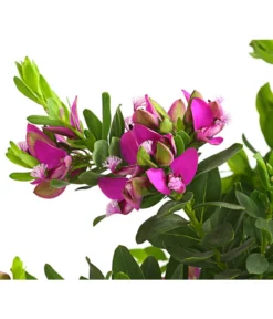 Kreuzblume, Stämmchen -Pflanzen Promotion Geschäft 8590994 WE DE 001 KreuzbluemchenPolygalaStammLilaT17DehnerExpressHerzig