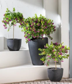 Kreuzblume, Stämmchen -Pflanzen Promotion Geschäft 8590994 WE MO 001 KreuzblumePolygalsStamm