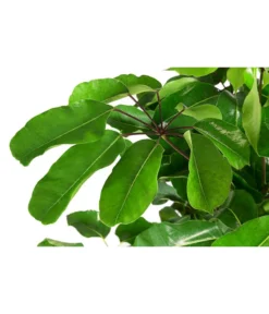 Queensland-Strahlenaralie - Schefflera Actinophylla 'Amate' -Pflanzen Promotion Geschäft 8591257 WE DE 001 ScheffleraAmateTuffT30