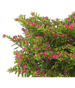 Köcherblümchen, Busch, Verschiedene Farben -Pflanzen Promotion Geschäft 8594673 WE DE 001 CupheaT17DehnerExpressHerzig