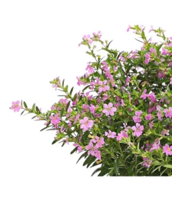 Köcherblümchen, Busch, Verschiedene Farben -Pflanzen Promotion Geschäft 8594673 WE DE 002 CupheaT17DehnerExpressHerzig