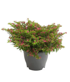 Köcherblümchen, Busch, Verschiedene Farben