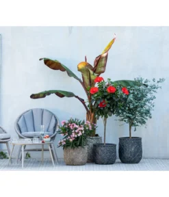 Eukalyptus, Stämmchen -Pflanzen Promotion Geschäft 8596744 WE MO 001 NeriumOleander