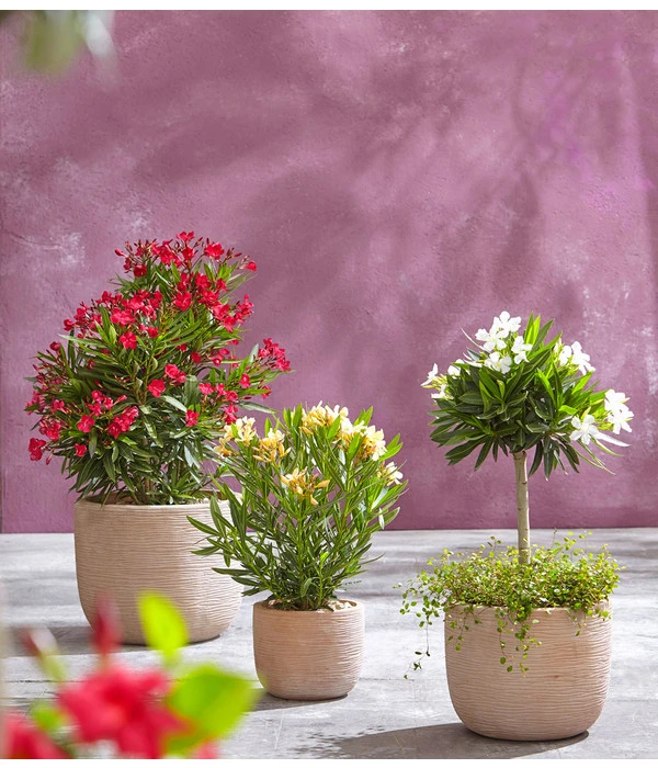 Oleander, Busch 2 Oleander, Busch – Bild 2