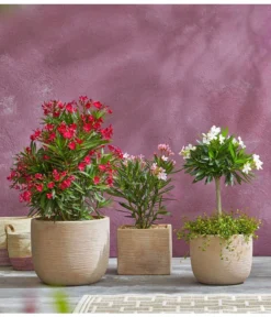 Oleander, Busch 6 Oleander, Busch -Pflanzen Promotion Geschäft 8596850 PR MO 009 8590200 OleanderStandard Nerium oleander Oleander Staemmchen Oleander Busch UveSauer