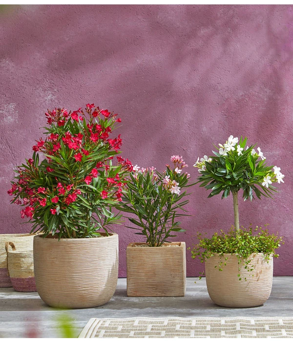 Oleander, Busch 3 Oleander, Busch – Bild 3