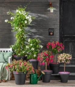 Fuchsie, Verschiedene Sorten -Pflanzen Promotion Geschäft 8597098 WE MO 001 SommerjasminFuchsie