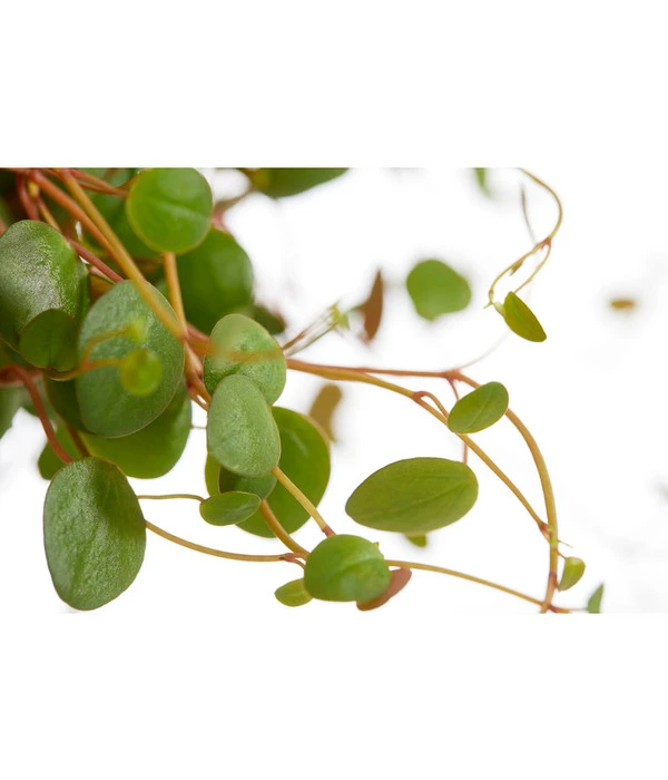 Peperomie - Peperomia Cultivars 'Pepperspot', Ampel 2 Peperomie - Peperomia Cultivars 'Pepperspot', Ampel – Bild 2