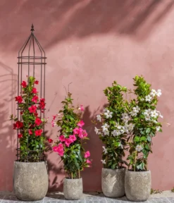 Dipladenie, Pyramide -Pflanzen Promotion Geschäft 8599086 8584922 8585341 WE MO 001 DipladeniaPyramide