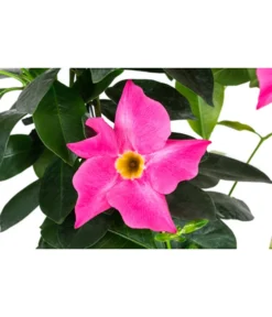 Dipladenie, Herzform, Verschiedene Farben 6 Dipladenie, Herzform, Verschiedene Farben -Pflanzen Promotion Geschäft 8599094 WE DE 001 DipladenieHerzRosaT17