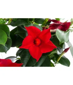 Dipladenie, Herzform, Verschiedene Farben 7 Dipladenie, Herzform, Verschiedene Farben -Pflanzen Promotion Geschäft 8599094 WE DE 001 DipladenieHerzRotT17