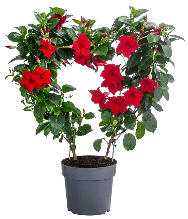 Dipladenie, Herzform, Verschiedene Farben 2 Dipladenie, Herzform, Verschiedene Farben – Bild 2