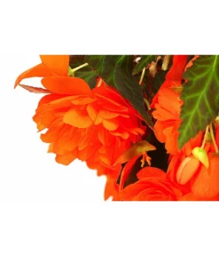 Hängebegonie 'Belina®', Ampel 7 Hängebegonie 'Belina®', Ampel -Pflanzen Promotion Geschäft 8602310 WE DE 001 HaengebegonieBelinaAmpelT27
