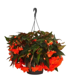 Hängebegonie 'Belina®', Ampel