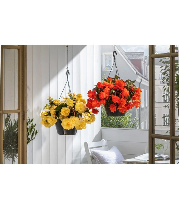 Hängebegonie 'Belina®', Ampel 2 Hängebegonie 'Belina®', Ampel – Bild 2