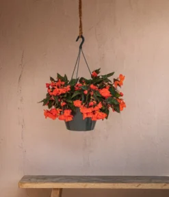 Hängebegonie 'Belina®', Ampel 6 Hängebegonie 'Belina®', Ampel -Pflanzen Promotion Geschäft 8602310 WE MO 002 HaengebegonieBelinaAmpel