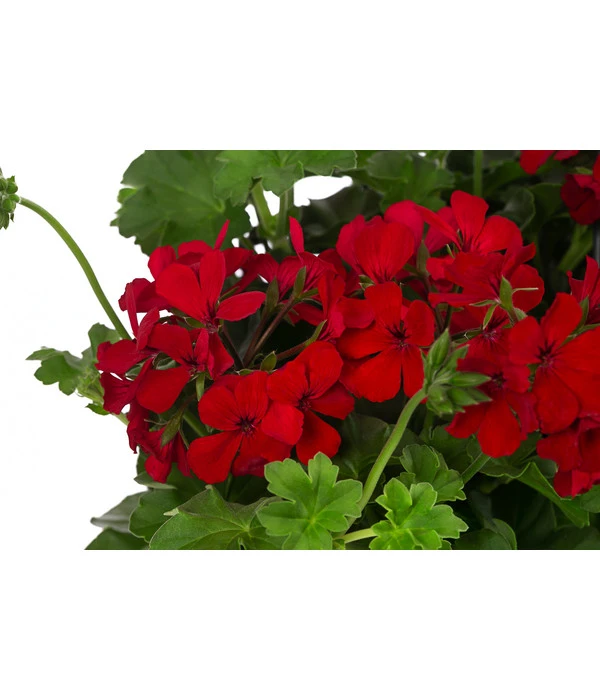 Geranie 'Caliente', Ampel 2 Geranie 'Caliente', Ampel – Bild 2