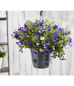 Hängepetunie 'Night Sky' -Pflanzen Promotion Geschäft 8604878 8816506 PR MO 003 HaengePetunienightskyBL18Sauer