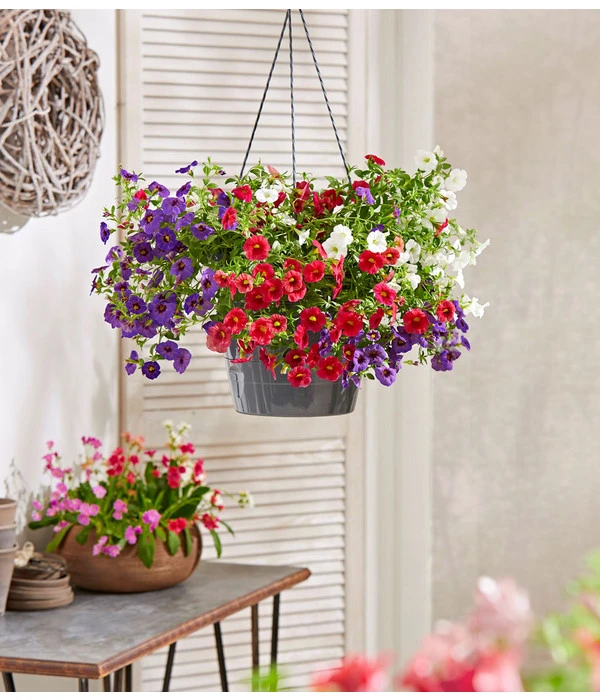 Minihängepetunien-Trio, Ampel 3 Minihängepetunien-Trio, Ampel – Bild 3