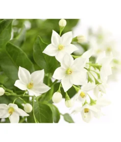 Jasminblütiger Nachtschatten, Ampel -Pflanzen Promotion Geschäft 8606733 PR DE 001 SolanumJasminoidesAmpelNachtschattenT20DehnerExpressHerzig
