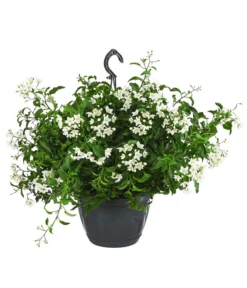 Jasminblütiger Nachtschatten, Ampel