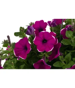 Hängepetunie 'Burgundy Picotee', Ampel 5 Hängepetunie 'Burgundy Picotee', Ampel -Pflanzen Promotion Geschäft 8606923 WE DE 001 HaengepetunieBurgundyPicoteeT27