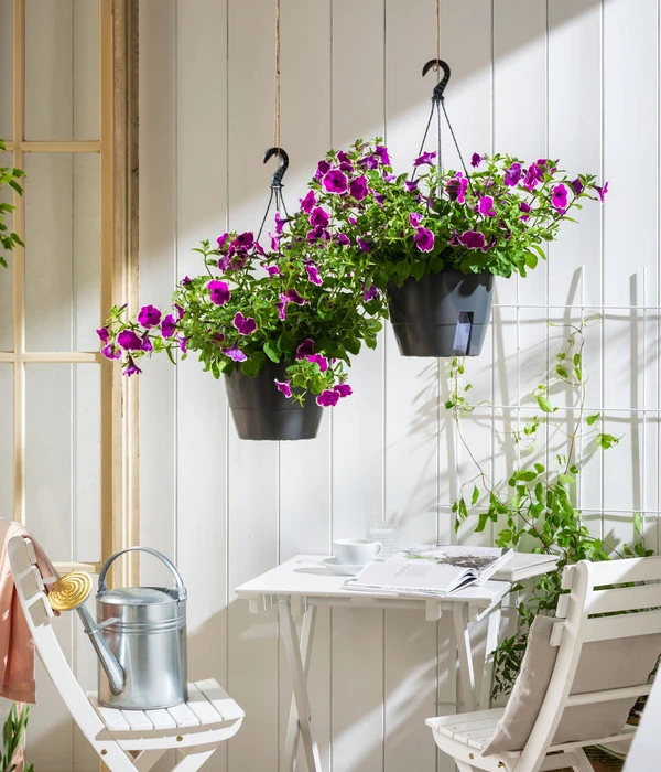 Hängepetunie 'Burgundy Picotee', Ampel 2 Hängepetunie 'Burgundy Picotee', Ampel – Bild 2