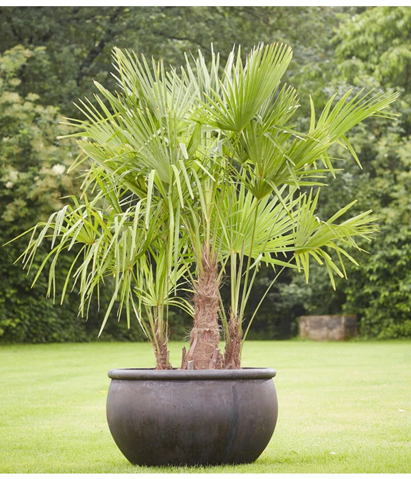 Hanfpalme, Multistamm 2 Hanfpalme, Multistamm – Bild 2