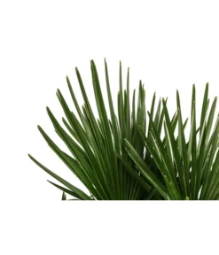 Hanfpalme, Multistamm 5 Hanfpalme, Multistamm -Pflanzen Promotion Geschäft 8607855 WE DE 001 HanfpalmeTrachycarpusFortuneiT36