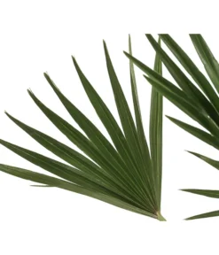 Zwergpalme 'Vulcano' -Pflanzen Promotion Geschäft 8607905 WE DE 002 ChamaeropsVulcanoT18