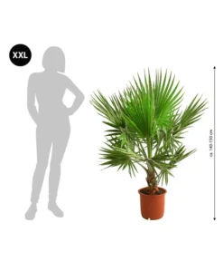 Bestseller -Pflanzen Promotion Geschäft 8608036 WE BG 001 XXL Faecherpalme140150cm