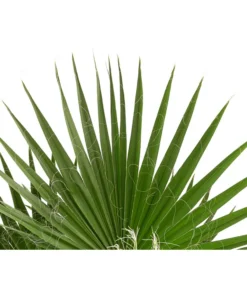 XXL Fächerpalme 5 XXL Fächerpalme -Pflanzen Promotion Geschäft 8608036 WE DE 004 WashingtoniaRobustaT30MexikanischeFaecherpalme