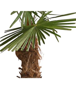 XXL Hanfpalme, Ca. 180-210 Cm -Pflanzen Promotion Geschäft 8609158 WE DE 001 ChinesischeHanfpalmeTrachycarpusFortuneiT50DehnerExpressHerzig
