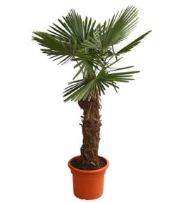 XXL Hanfpalme, Ca. 180-210 Cm