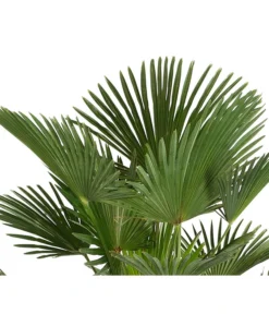 Bestseller -Pflanzen Promotion Geschäft 8609349 PR DE 001 WagnersHanfpalmeKleineHanfpalmeTrachyWagnerianus25