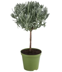 Bestseller 7 Dehner Gourmet Garten Lavendel, Hochstamm