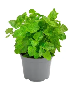 Bestseller 15 Dehner Gourmet Garten Zitronenmelisse