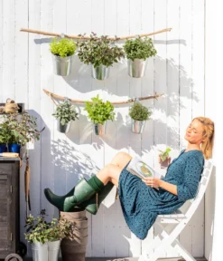 Bio Thymian -Pflanzen Promotion Geschäft 8610123 WE MO 001 Oregano Kraeuter 3