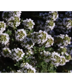 Bio Thymian -Pflanzen Promotion Geschäft 8610339 WE DE 001 ThymianBluete