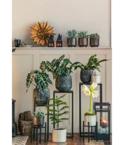 Gefüllte Amaryllis - Hippeastrum, Verschiedene Farben -Pflanzen Promotion Geschäft 8611253 WE MO 001 ZimmertanneAraucariaAmberSuzeT13 1