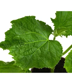 Bio Schlangengurke Im Pottburri®-Topf -Pflanzen Promotion Geschäft 8611287 WE DE 001 BioPBSchlangengurke