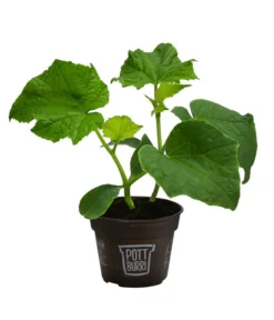 Bestseller -Pflanzen Promotion Geschäft 8611287 WE FS 001 BioPBSchlangengurke