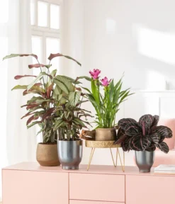 Korbmarante - Calathea 'Whitestar' -Pflanzen Promotion Geschäft 8614471 8217341 4450722 WE MO MatheaBellaIndischeSafranwurzKorbmaranteWhitestar