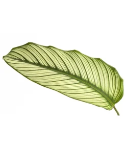 Korbmarante - Calathea 'Whitestar' -Pflanzen Promotion Geschäft 8614471 PR DE 001 CalatheaWhiteStarT19DehnerExpressHerzig