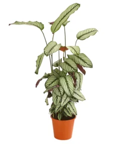 Korbmarante - Calathea 'Whitestar'