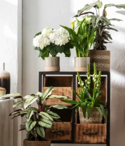 Korbmarante - Calathea 'Whitestar' -Pflanzen Promotion Geschäft 8614471 WE MO 001 CalatheaWhitestarT19